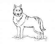 Coloriage et dessins gratuit Loup 5 à imprimer