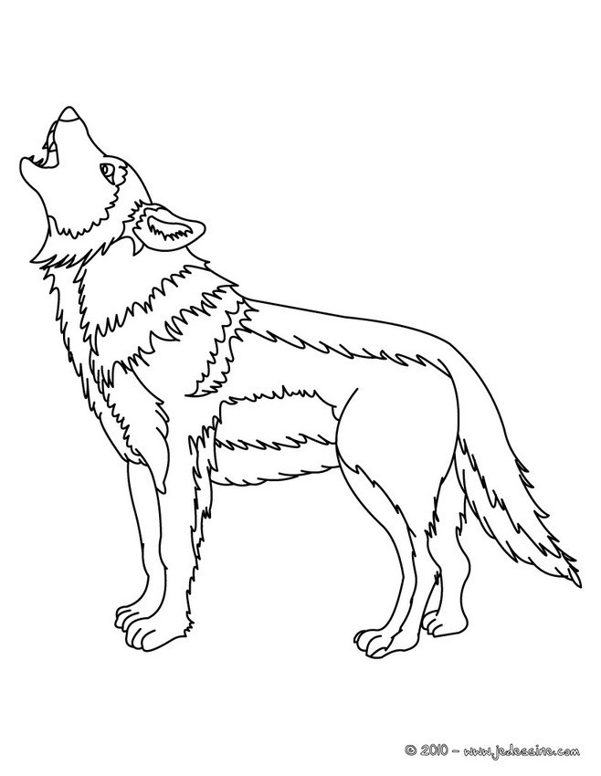 Coloriage Loup 8 Dessin Gratuit à Imprimer