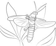 Coloriage et dessins gratuit Imagier de luciole r&eacute;aliste sur la plante à imprimer