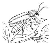 Coloriage Luciole d&eacute;taill&eacute; sur une feuille