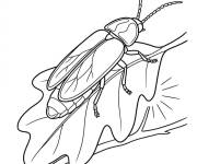 Coloriage Luciole se repose sur la feuille