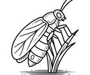 Coloriage Luciole sur une petite plante