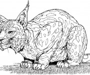 Coloriage Lynx attentif