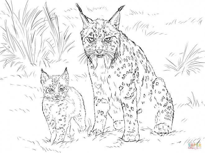 Coloriage Lynx Et Son Bébé Dessin Gratuit à Imprimer