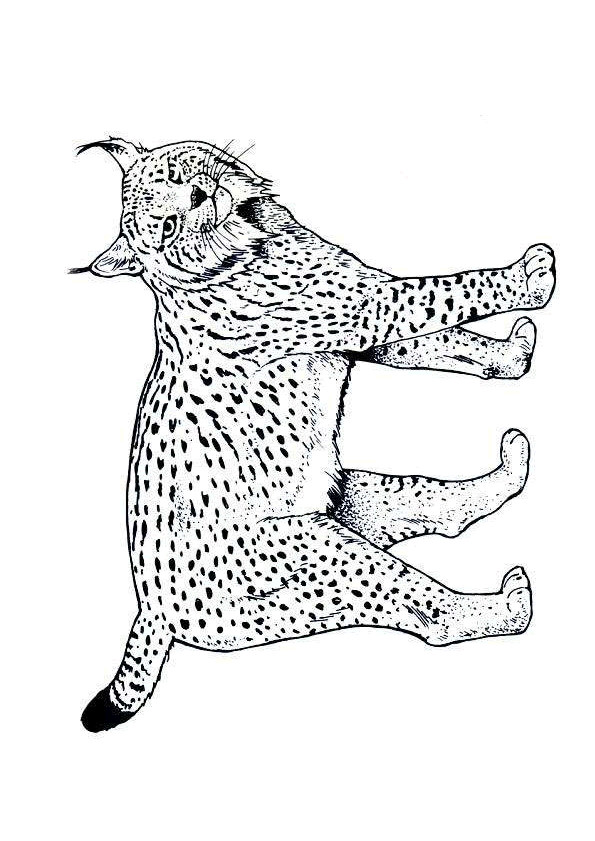 Coloriage Lynx maternelle dessin gratuit à imprimer