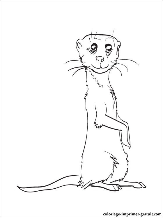 Coloriage et dessins gratuits Marmotte couleur à imprimer