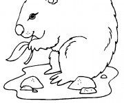 Coloriage Marmotte mange