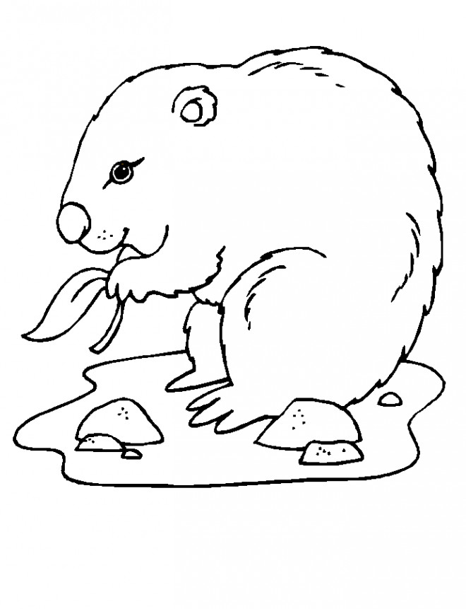 Coloriage et dessins gratuits Marmotte mange à imprimer