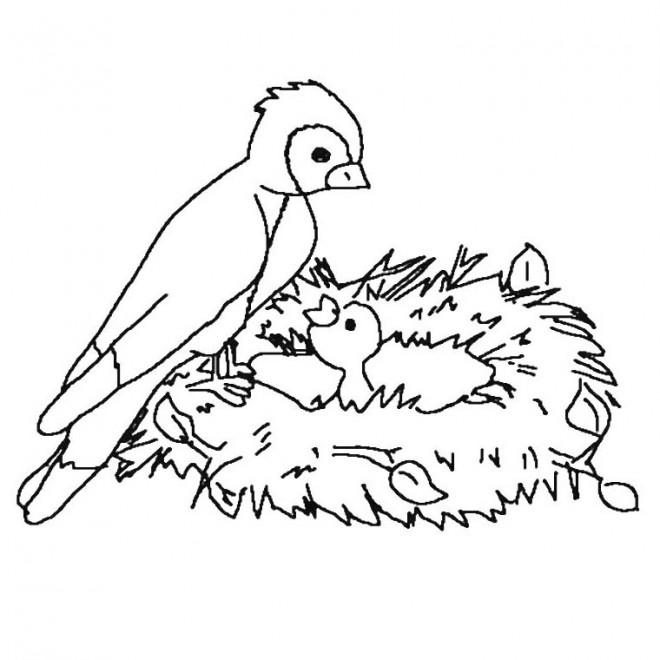 Coloriage Maman Oiseau Et Son Bébé Dessin Gratuit à Imprimer