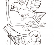 Coloriage Oiseaux exotiques