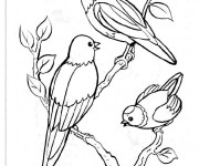 Coloriage Oiseaux sur l'arbre