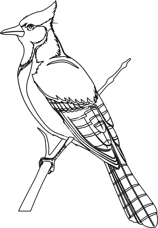 Coloriage Un Beau Oiseau Dessin Gratuit à Imprimer
