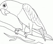 Coloriage et dessins gratuit Un Perroquet à imprimer