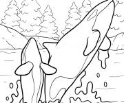 Coloriage Famille d'orques