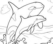 Coloriage Orque avec dauphin