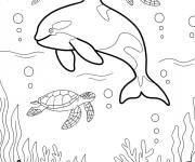 Coloriage Orque dans le fond marin