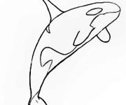 Coloriage et dessins gratuit Orque dessin&eacute; &agrave; la main en noir et blanc à imprimer
