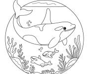 Coloriage Orque en nageant sous la mer