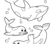 Coloriage Orque et phoques