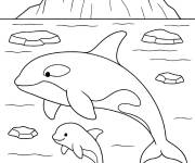 Coloriage Orque nageant dans l'oc&eacute;an arctique glac&eacute;