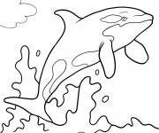 Coloriage Orque s'amusant