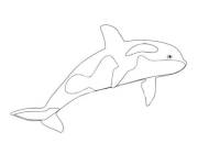 Coloriage et dessins gratuit Orque tout simple dessin&eacute; par la main à imprimer