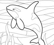 Coloriage Orques et herbiers marins