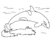 Coloriage et dessins gratuit Vue d'Orque qui saute à imprimer