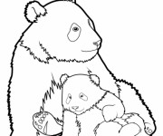 Coloriage Panda et son petit