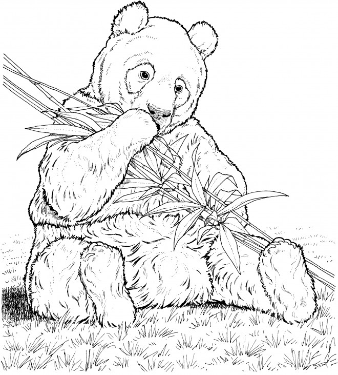 Coloriage Panda Réaliste Dessin Gratuit à Imprimer