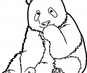 Coloriage Panda timide