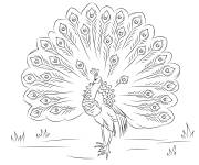 Coloriage Beau oiseau paon magnifique
