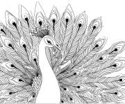 Coloriage Beau paon aux plumes d&eacute;ploy&eacute;es