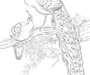 Coloriage Couple Paon spirif&egrave;re et paonne