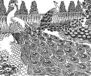 Coloriage Deux paons dans le jardin