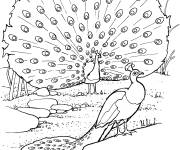 Coloriage Deux paons male et femelle