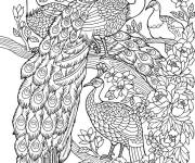 Coloriage Famille des paons