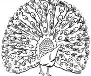 Coloriage Illustration d'un paon ouvrant ces plumes