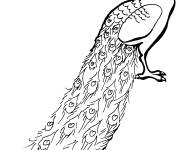 Coloriage Paon au crayon
