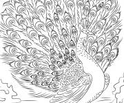 Coloriage Paon aux belles ailes
