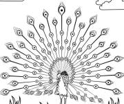 Coloriage Paon avec plumes &eacute;cart&eacute;es