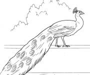 Coloriage Paon dans le zoo