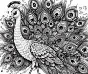 Coloriage et dessins gratuit Paon de l'inde qui se d&eacute;ploie ses plumes à imprimer