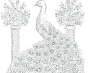 Coloriage Paon d&eacute;cor&eacute; avec des beaux fleurs