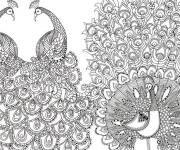 Coloriage Paon en divers motifs zentangle