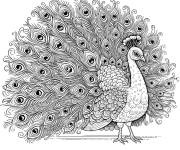 Coloriage Paon et plumes ps &agrave; imprimer