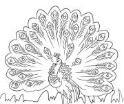 Coloriage Paon évasant ses plumes en plein air