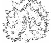 Coloriage Paon grande section