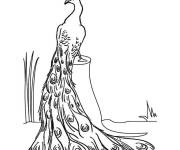 Coloriage Paon le plus beau oiseau du monde