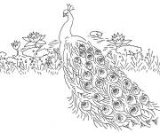 Coloriage Paon pr&eacute;s de la rivi&egrave;re